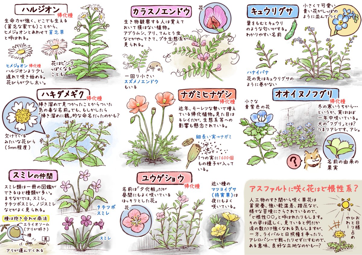 Le Plantoscope Un Guide Des Fleurs Sauvages De Trottoirs Bon En Japonais Mais C Est Beaucoup Trop Joli