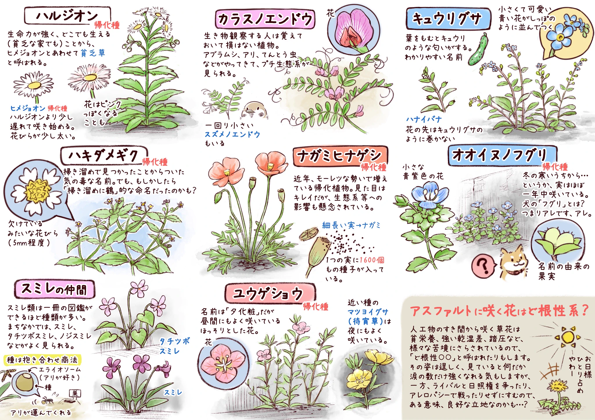 お家の周りにも咲いてるかも？イラスト付きで眺めるだけでも楽しめる「身近な花図鑑」