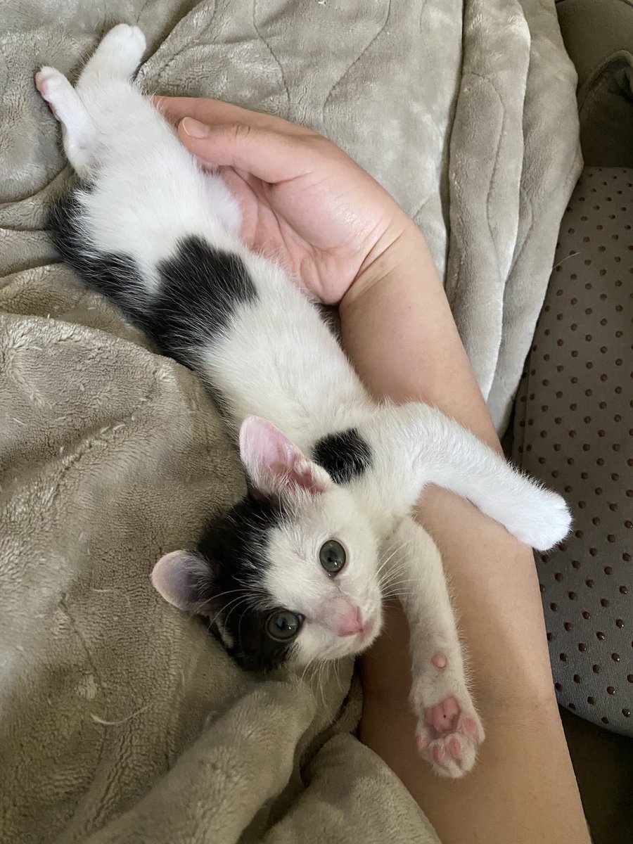 눈 뜨자마자 본 게 사람이고
스킨십도 많이많이 해서 키워논지라
애정표현 주고받는 데에 익숙하고 늘상 착착 감긴답니다. 
같이 누워있으면 목에 척 걸쳐 누워서
저 작은 젤리로 사람 얼굴을 요리조리 만지고 깨물고 핥고 하며 놀다가
쌔근쌔근 잠들고요.
완전 응석쟁이 애교쟁이 금동.