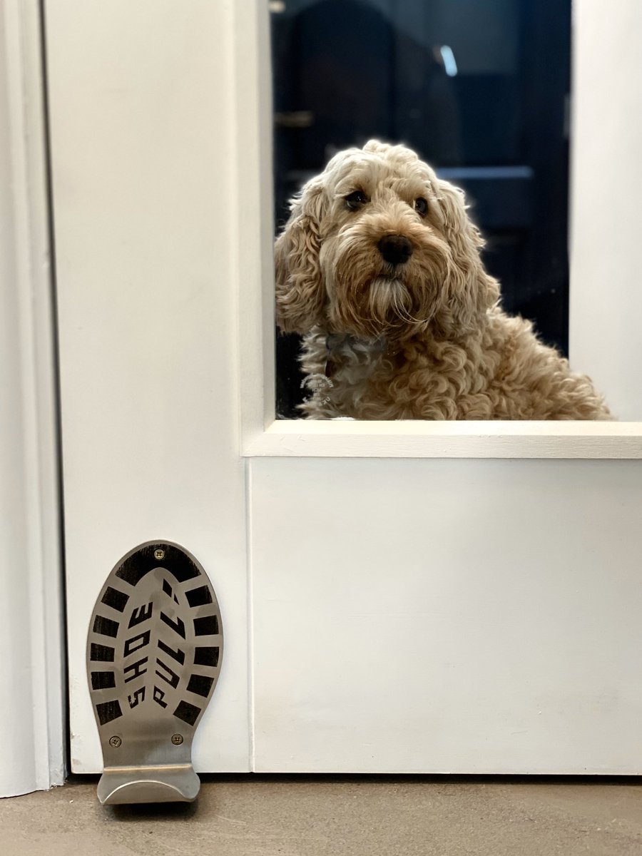 PhilWattsDesign's tweet photo. Hilda has been helping with the   Shoe Pull photoshoot, soon she will be able to work it herself - and then she will conquer the world ...ah ha ha https://t.co/W0fkZTVzQa  #dogsduringlockdown #dogs #dogsoftwitter https://t.co/JfjhepJiMP