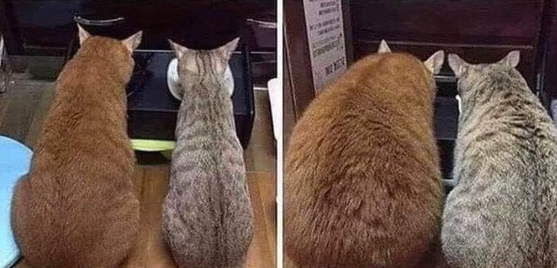mayaandmarty's tweet photo. Hello Cat friends!

#Caturday motivation for you all in quarantine! Right is before, left is after: this is how we will leave quarantine, better than ever, with our furry friends by our sides!

I wish you all well 💓 

Yours sincerely,

Maya and Marty the cat 🐈 🐱 https://t.co/BLVTaWQm2a