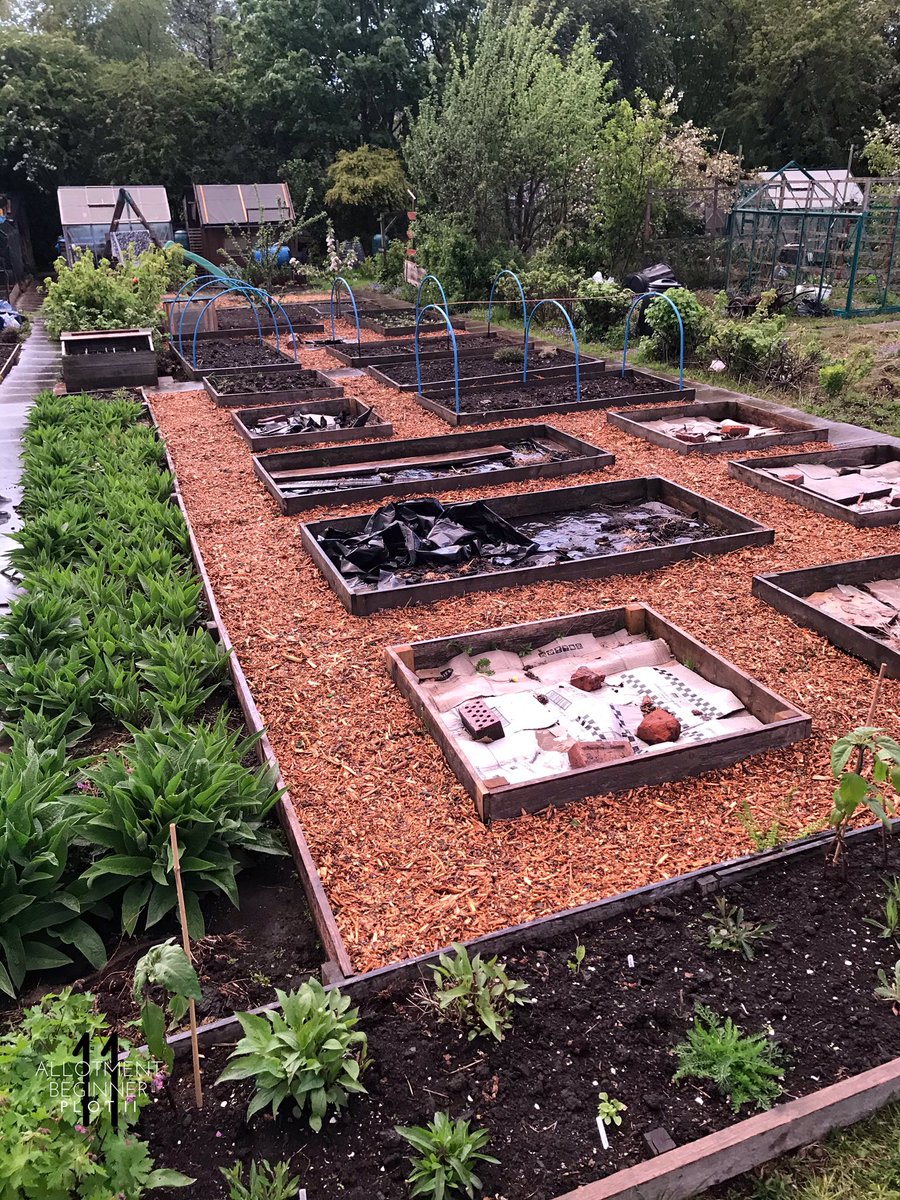 AllotmentPlot11's tweet photo. I hope you don’t mind, I posted on my Facebook page this morning and I really don’t want to type it all again! 🤣
This is my adventure so far! 😁
https://t.co/ATZch7KBHC
#BeforeAndAfter #Allotment #Allotmentlife #FamilyPlot #love #gyo #greenhouse #shed #pottingshed #Plot11 https://t.co/Rm1EiikA4n