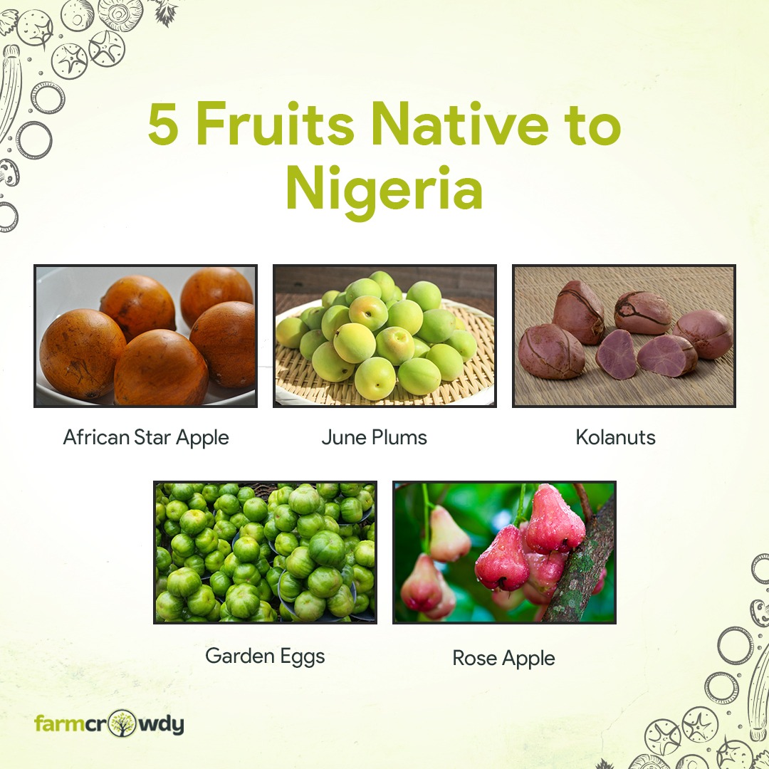 farmcrowdy's tweet photo. Some fruits are found all over the world while some are native to a particular country. Here are some of the fruits which are native to Nigeria.

Did we leave any out? Let us know in the comments below.

#NativeFruits #Farmcrowdy #Nigeria #Yoruba #Igbo #Hausa #EducationSaturday https://t.co/73elWfgZuQ