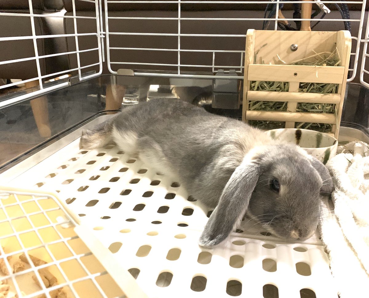 gsf400v's tweet photo. #rabbit
#空くん
#うさぎ
#ロップイヤー
今日は暑かったなぁ〜💦 https://t.co/GQ4lrYeJXP
