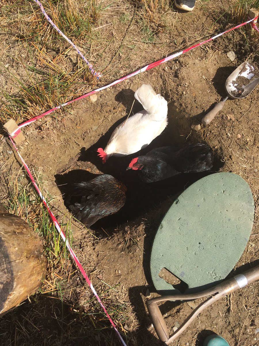 As predicted chicken in the hole during a very serious archeological back garden dig <a href="/TheDigVenturers/">DigVentures Archaeology</a> ...not one  but 🐓 🐓 🐓#homeschooling #dunoon