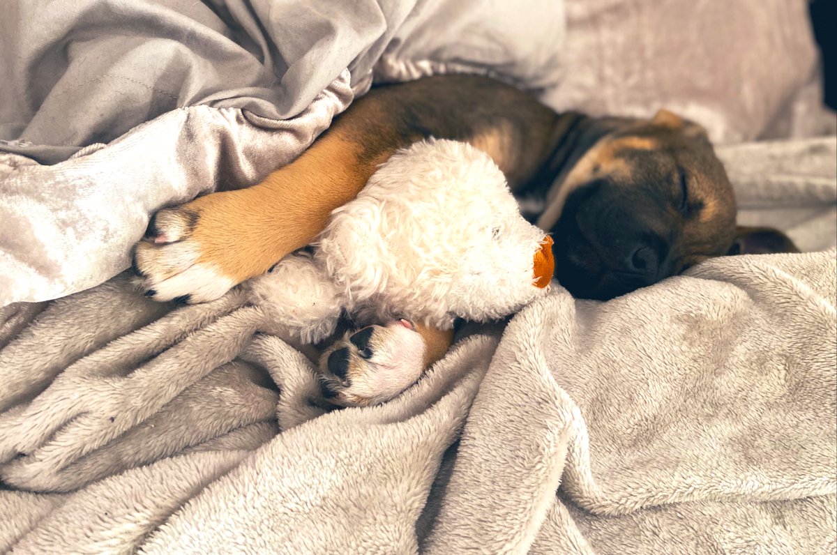 Being a rescued pup is extremely exhausting 🐾💯♥️ #SaturdayMorning #SaturdayMood #RESCUE #puppylove #puppylife