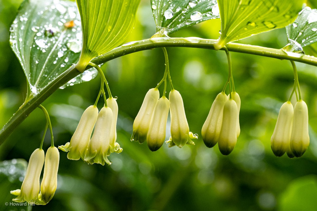 Howard Hill tweet media