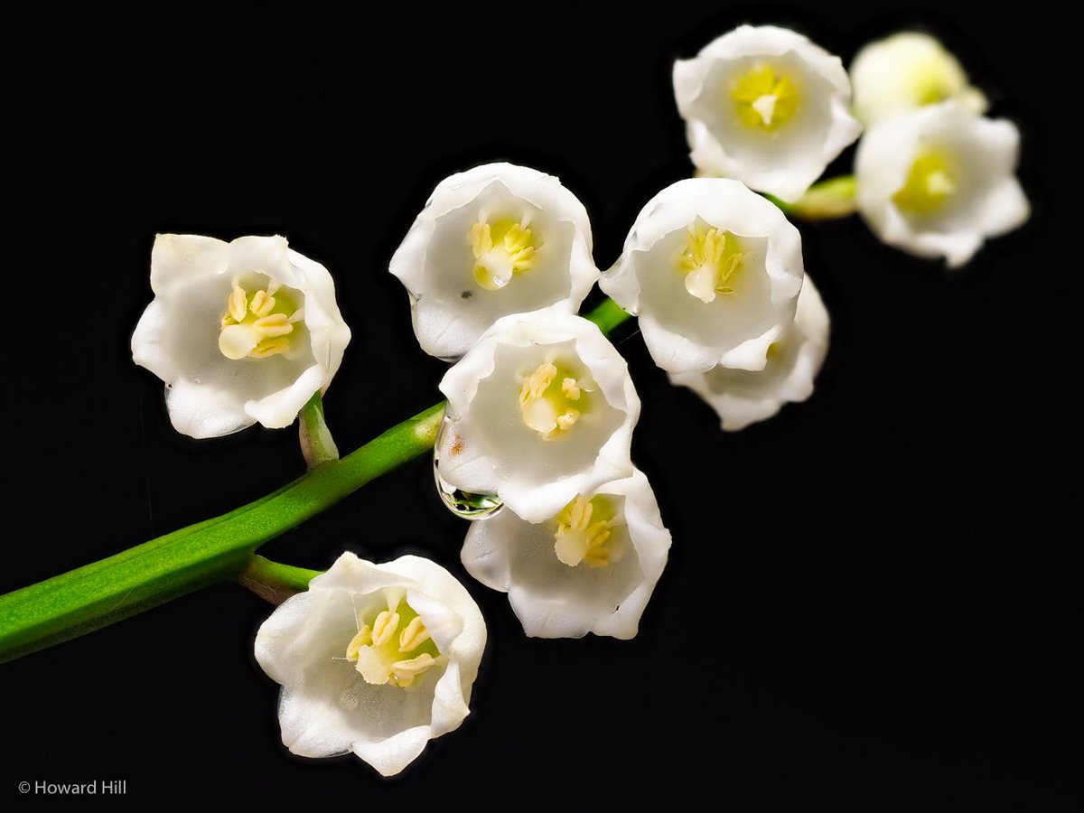 Howard Hill tweet media