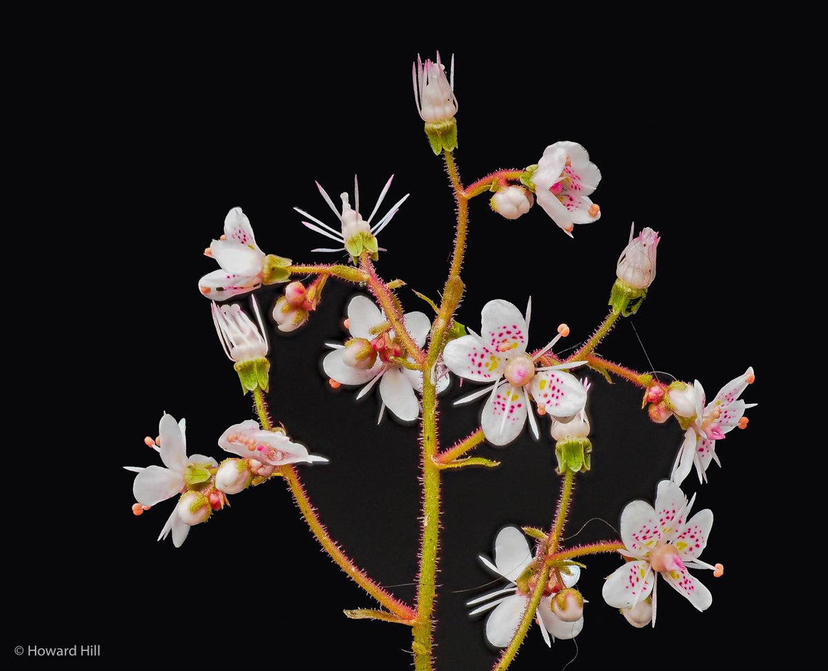 Howard Hill tweet media