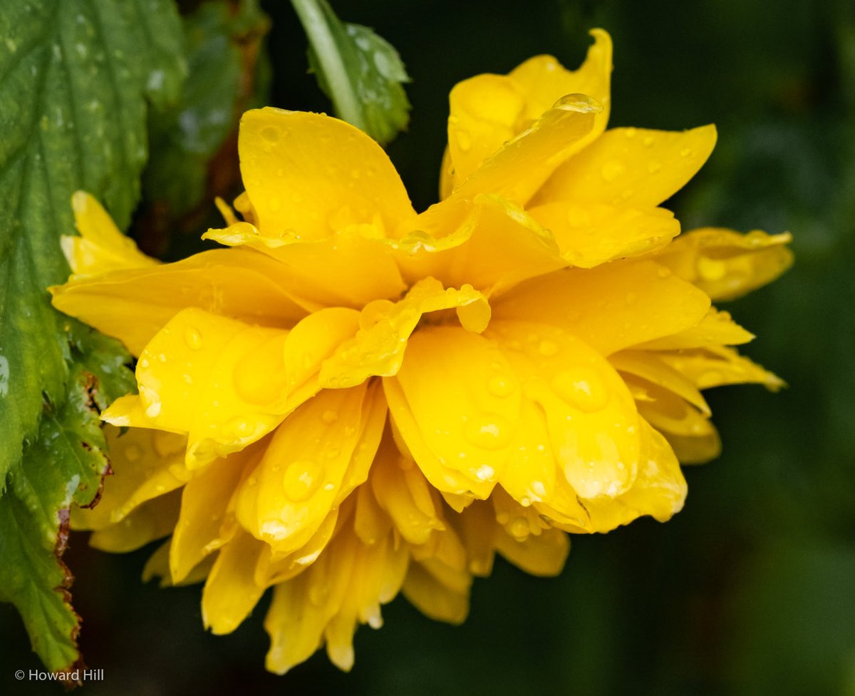 Howard Hill tweet media