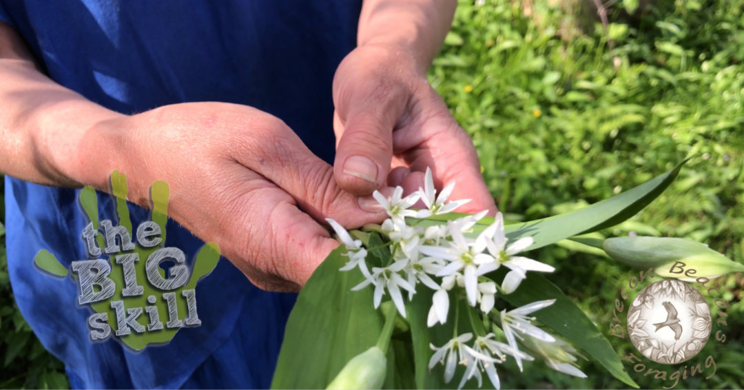 Is it lunchtime yet? We're feeling a bit peckish. Join Adele Nozedar, the 2 Minute Forager for a walk in the Woods hunting for for Wild Garlic🌿🥪🥗🌼 Meet at The Big Skill Craft Tent 🎪 #GreatestAgShow