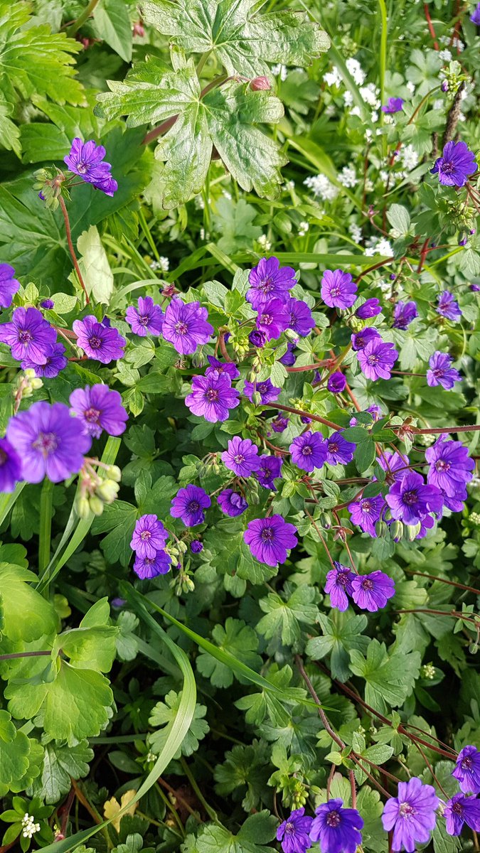 MagheraComAlert's tweet photo. Maghera looking lovely in the sun today.  Thank you to all our volunteers for helping to keep Maghera looking so well.   Anyone who would like to help us out let us know...Lots of work to be done. #magheracommunity #lovewhereyoulive #GatewaytoCavan https://t.co/TdpoKTuH86