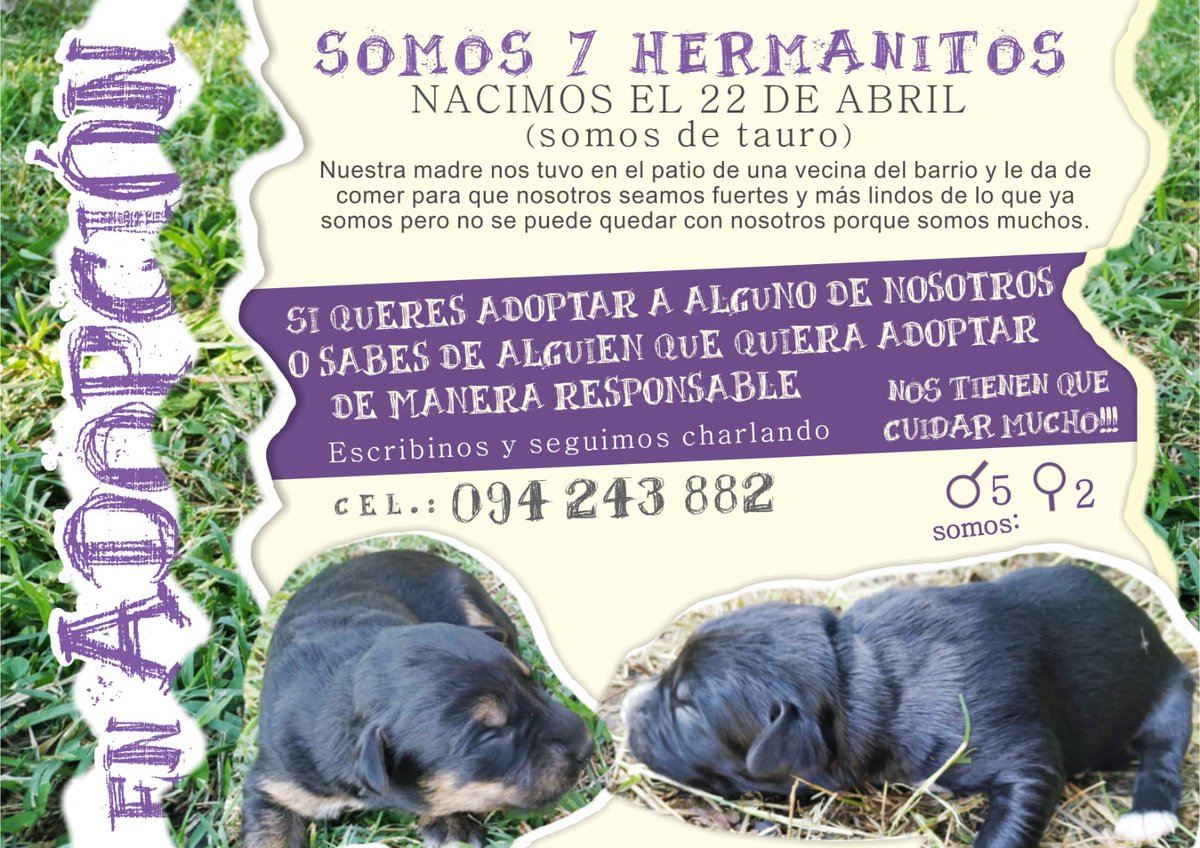 tutebohemio's tweet photo. Cachorros en adopción! Me ayudan con Rt? Gracias! @diegodelacurva @viejoolimpica https://t.co/bJJpz1p9sh