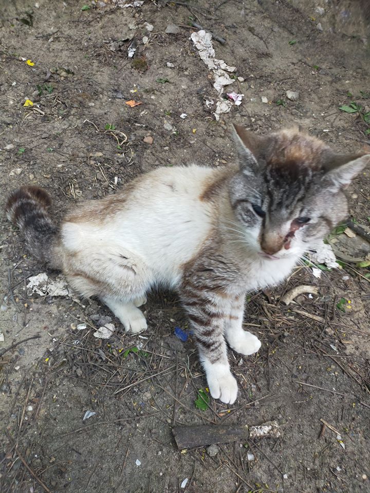 DefensaAnimalZA's tweet photo. ⚠¿Alguien reconoce a este gato?⚠
Está en Morales del Vino, #Zamora (España). Una persona nos ha escrito porque lo ha visto en muy malas condiciones, muy delgado, y le va a empezar a dar de comer. No diremos zona exacta por su seguridad.
Le hemos llevado al veterinario (+) https://t.co/KCkwdoMIXM