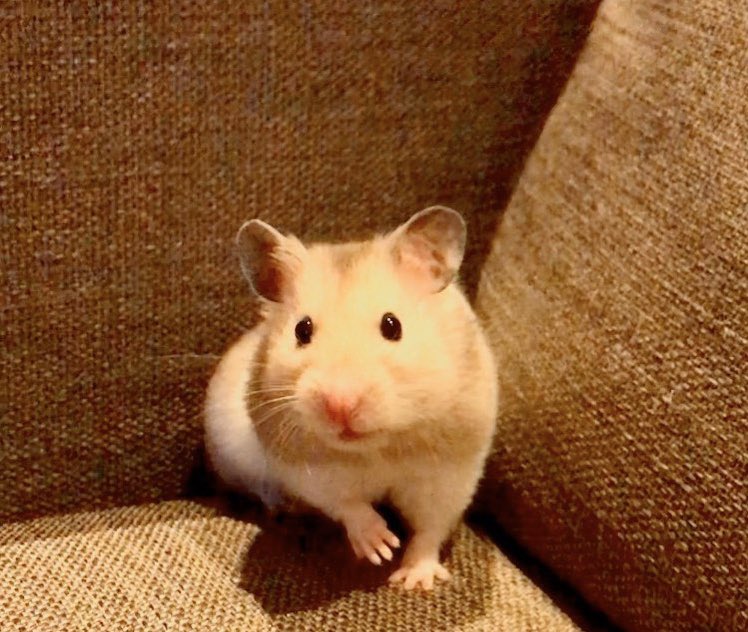 Idag er det 1 år siden hamsteren min døde. Lille Rino var den absolutte bestevennen min og den jeg var mest glad i, i hele verden. RIP lillevenn❤️