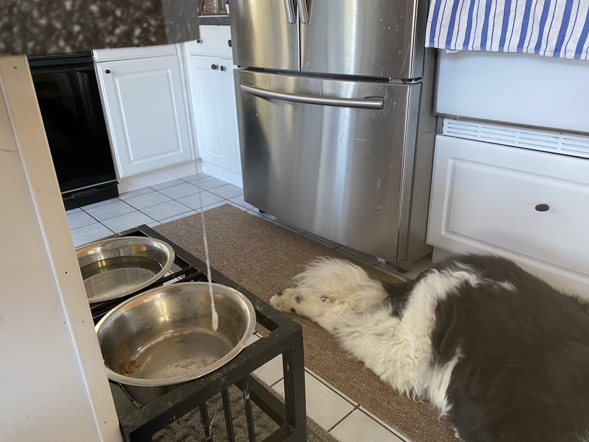 Sampson the Newfie tweet media