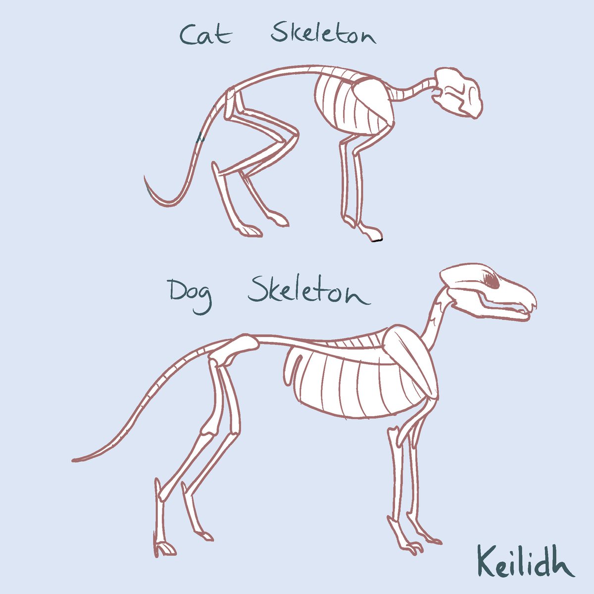 How To Draw A Cat Skeleton