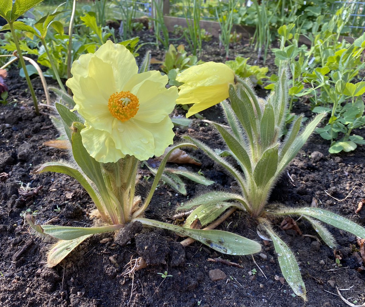 Meconopsis integrifolia in my own garden.
