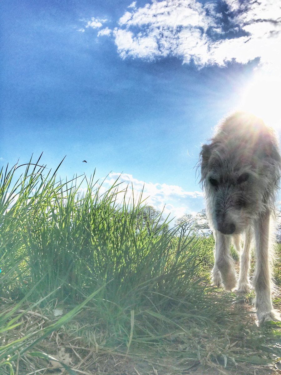 strolling along the edge of the field #sunnyevening