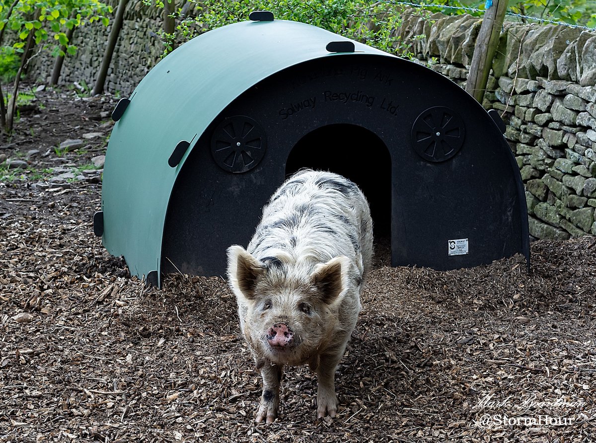 It's a pig. 

Somewhere up near Macclesfield again.

#ThePhotoHour