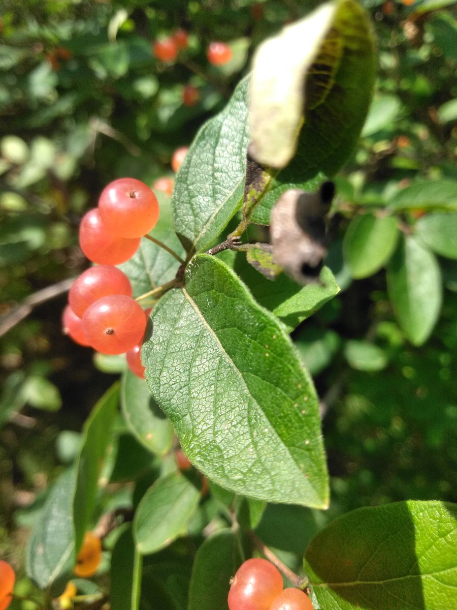 kiminvt1's tweet photo. New blog post up reviewing the peaceful Lake Paran and the nearby Robert Frost trail:

https://t.co/AA4i1en4Ns https://t.co/grpgYn5lym