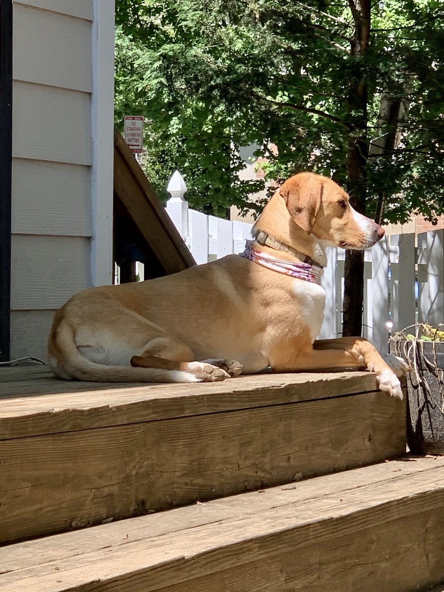 timyoungdc's tweet photo. Happy Weekend, says Izzy Bella Young! #dogsofinstagram #Zen #classydog #rescuedogs #adoptdontshop https://t.co/KWOLyJufh7