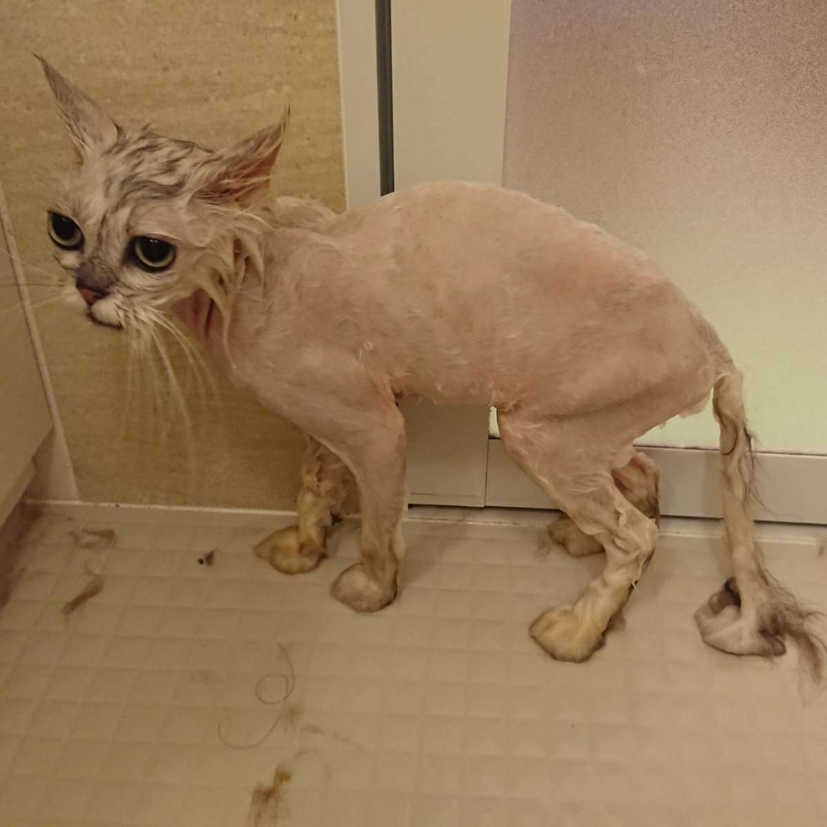 Cat Salon Happy على تويتر ペルシャの もこちゃん君 迎えに行くと あっ という顔に 笑 顔周りに毛玉のマフラーを巻いていました 全身バリカンでツルツルすっきりです 猫 猫シャンプー ペルシャ Cat Salon Happy على تويتر ペルシャの もこちゃん君 迎えに行くと あっ という顔に 笑 顔周りに毛玉のマフラーを巻いていました 全身バリカンでツルツルすっきりです 猫 猫シャンプー ペルシャ