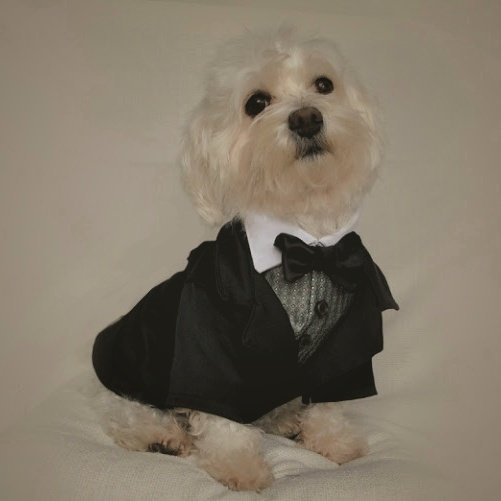 ☼; ❝ 𝑯𝒆𝒓𝒆 𝒕𝒐 𝒔𝒆𝒅𝒖𝒄𝒆 𝒚𝒐𝒖. ❞

—wuf!, dijo él. 🐾 Devil en la boda.

ㅤㅤ  ㅤ❬ 02.05.20 ♡ #BodaCharlec ❭
ㅤ