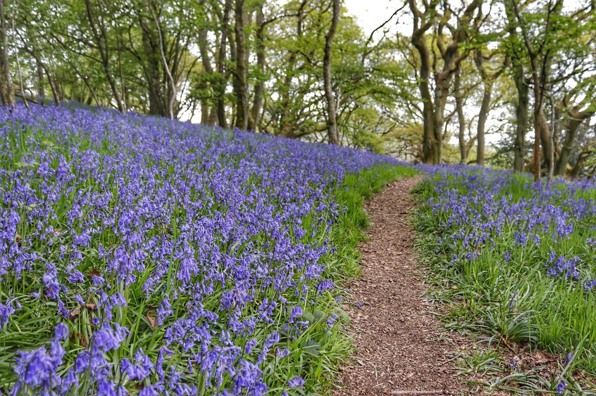 csmaff's tweet photo. #day37oflockdown, exercise tonight in @WoodlandTrust’s beautiful #bluebells, Helmeth Wood. #ChurchStretton, #Shropshire. @LensAreLive @ThePhotoHour @StormHour @MRDSPOON https://t.co/ss3Fh42u0j