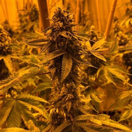 AndYanke's tweet image. #NewProfilePic