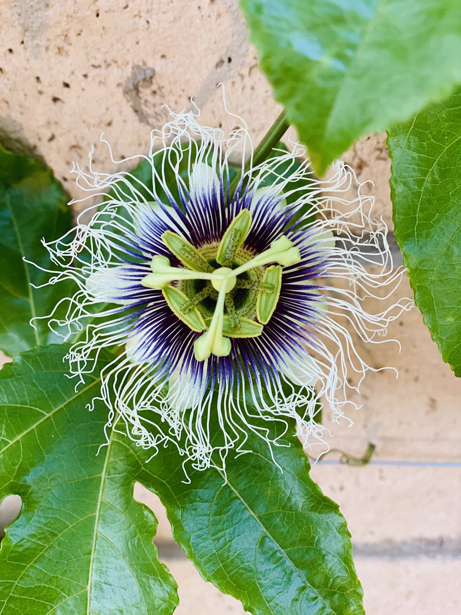 Lisa Watanabe Risakowatanabe Twitter