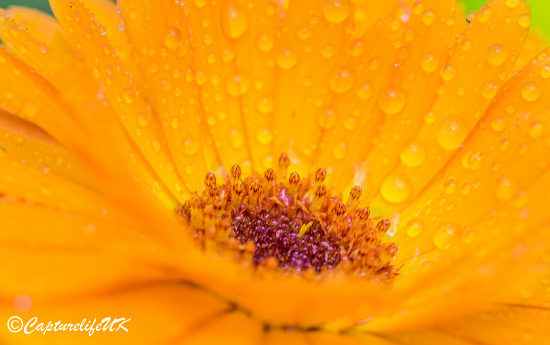 CaptureLifeUK's tweet photo. "I'm just sitting watching flowers in the rain
Feel the power of the rain making the garden grow" 

lyrics from the hit song Flowers in the Rain by the Move 

#covhour #flowers #coventryhour https://t.co/jf8hBhEk2o