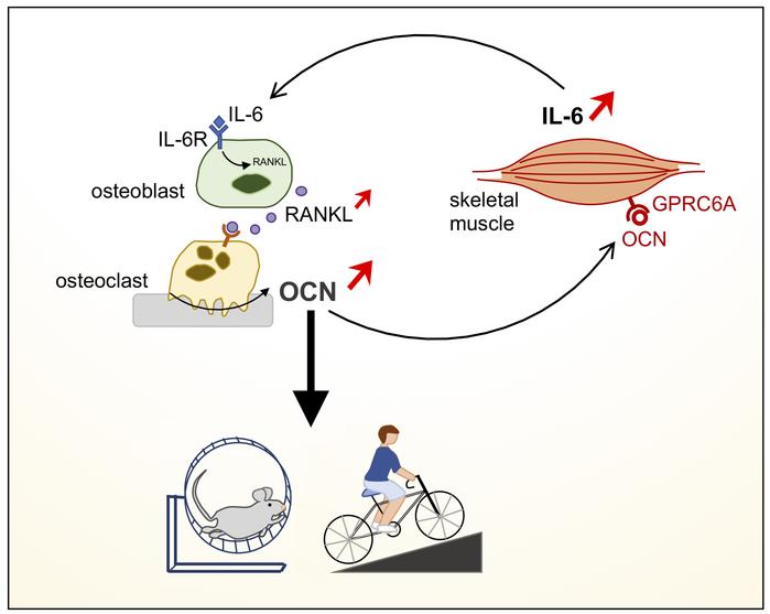 musclecellnews's tweet image. Investigators from the @KarsentyLab provide evidence that a muscle-bone-muscle endocrine axis is necessary to increase #MuscleFunction during exercise in rodents and humans. 🏋️ 

bit.ly/2YalqAi