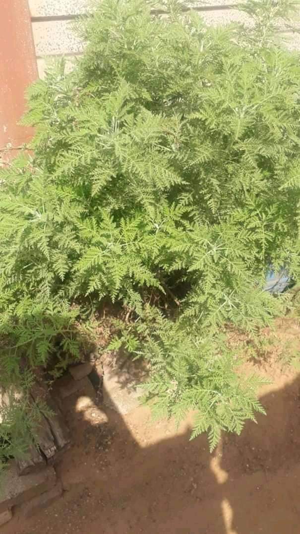 nthoentle7's tweet photo. I can't believe the cure ke lengala... I have this in my yard...
#MadagascarCure
#COVID19SouthAfrica
#MadagascarCure
#lockdownday37 https://t.co/FGrj4GUvsl
