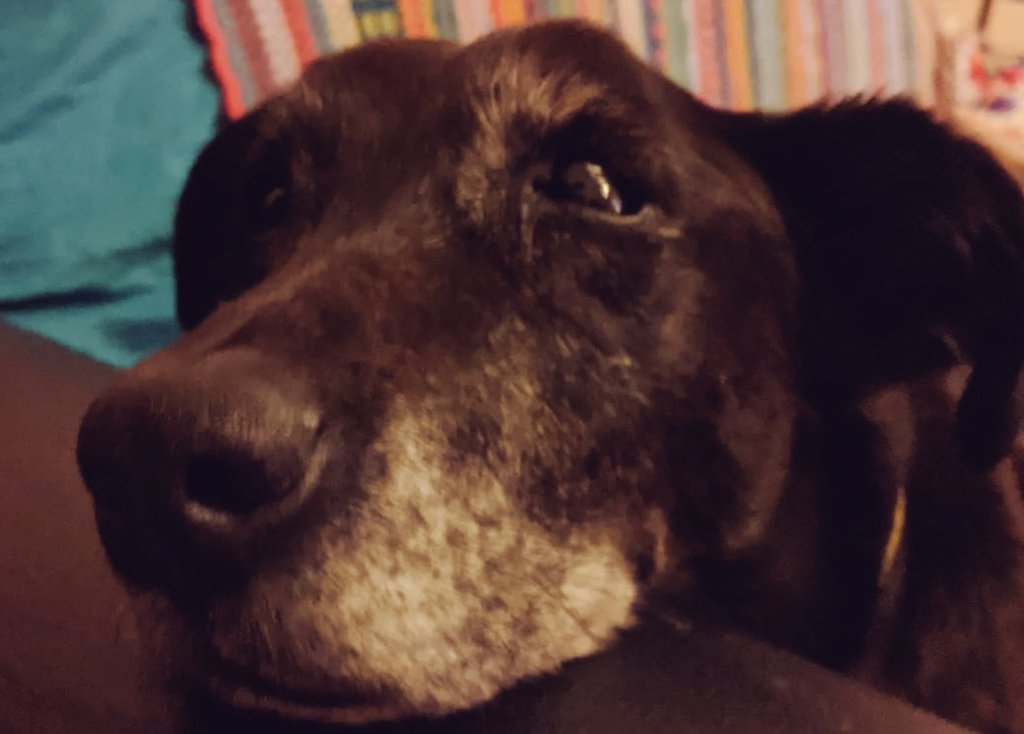 deb_connor's tweet photo. Boop! 😍 Senior Dog Lurrrve for a Saturday from Inky 💚 #BoopTheSnoot! #dogsduringlockdown #DogsTrust #SeniorDogs https://t.co/BtyLSFTiiu