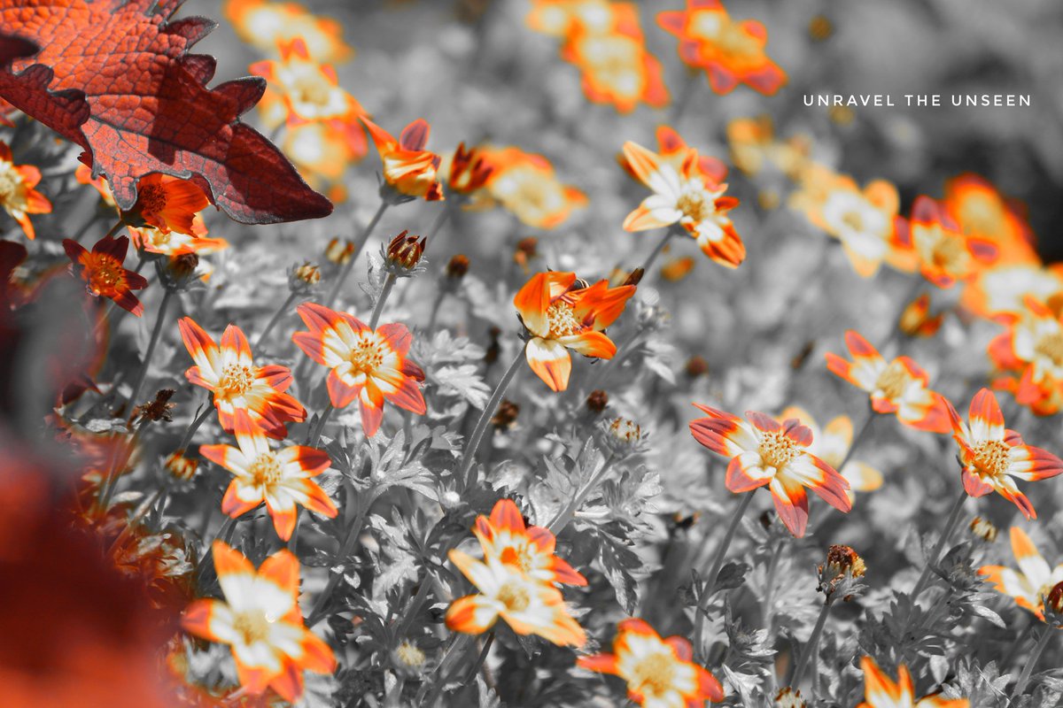 Glory Bidens! 😍

<a href="/CanonUSAimaging/">Canon USA Corp.</a> #CanonFavPic #canonphotography #CanonFanPhoto