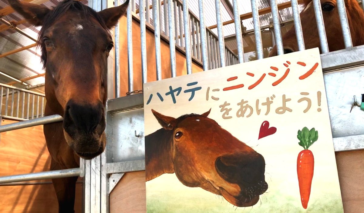O Xrhsths 西沖遥 馬絵描き Sto Twitter ハヤテくんのニンジンおねだり看板を作成しました アヴニールファーム Avenirfarm5 様のバジガクハヤテくんの可愛いお顔がモチーフです 牧場の入口付近に飾って頂いておりますので お越しの際は 是非ハヤテくんに