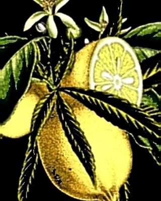 weedwiize's tweet photo. Keep #lemonkush🍋 ng #weekendmood🔛
#mmemberville #stonerfam #lemonog https://t.co/Np6iw5I39q