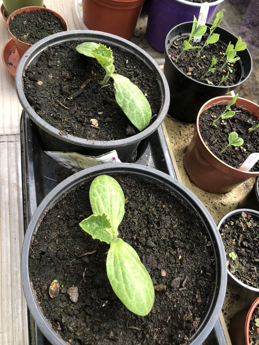 islandish's tweet image. And the courgettes and sweet peas