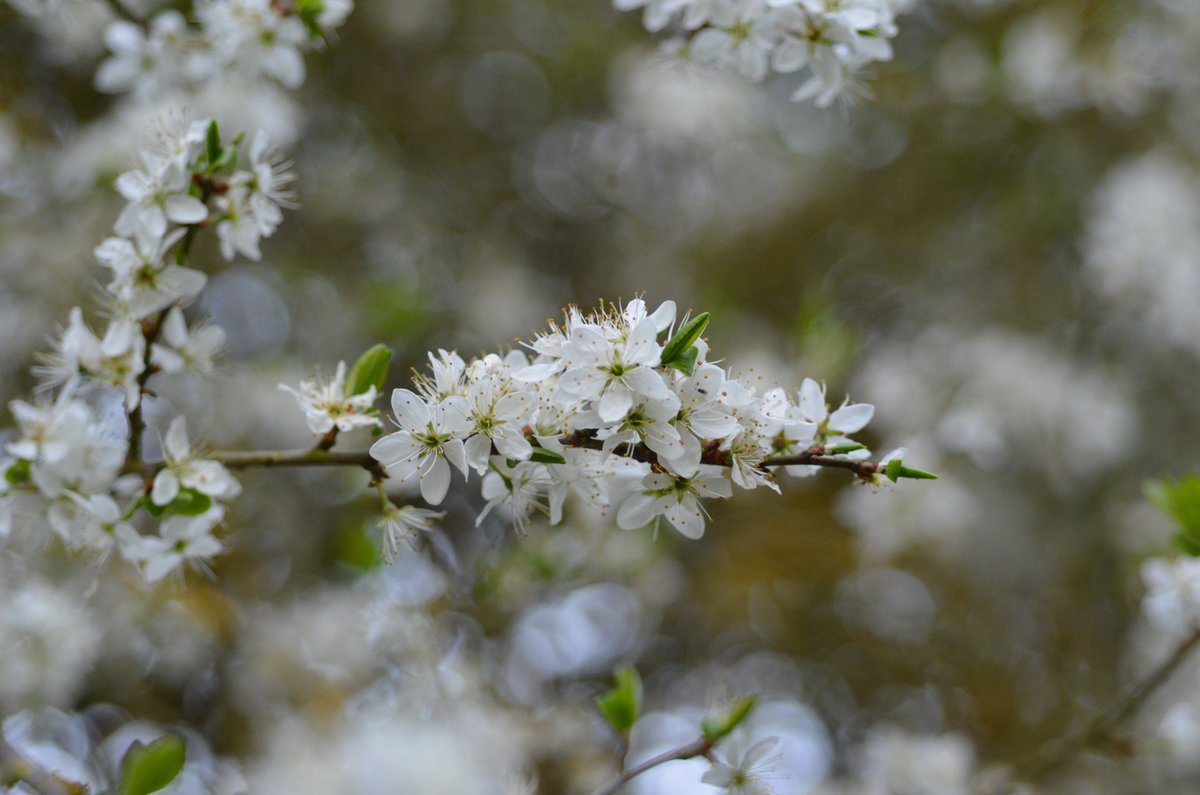 So lockdown has meant more time for some macro photography, even if its put our next short film on hold. Here's a shot I took maybe last week, or was it the week before..? #filmmaker #blossom #photography #lockdown #dawn #macrophotography