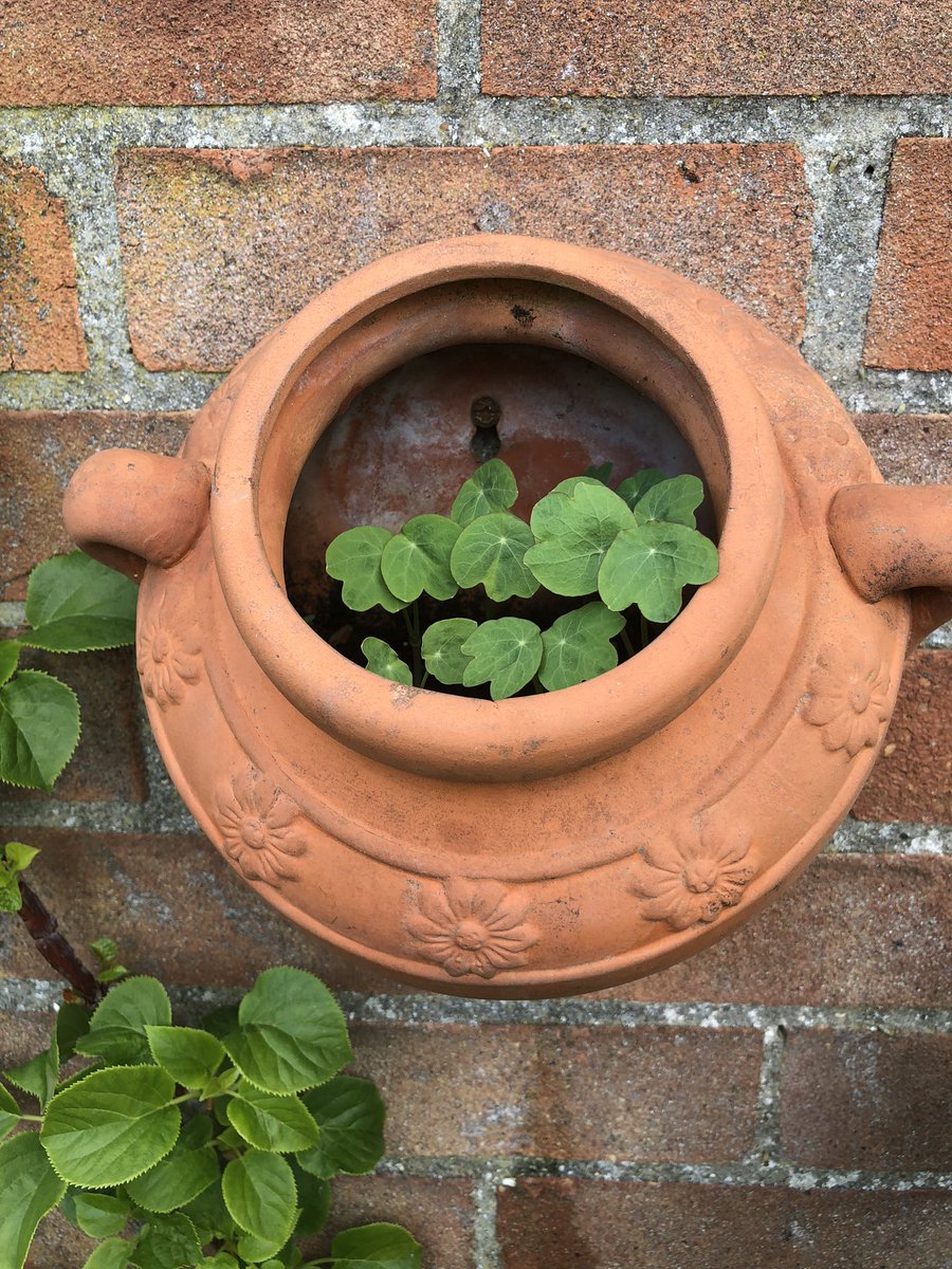 islandish's tweet image. Nasturtiums have grown so much in one week !