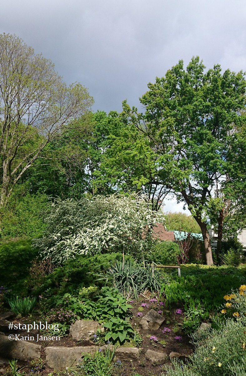 drPhilKJansen's tweet photo. It's actually nice that #May begins rather cool and wet,
at least for #nature 🌤️⛈️🌦️☀️⛅️
Woods & fields and the farmers will be happy about it.
Have a nice #creative May!
#maywish
#BeKind to #MotherEarth, #animals, #people & #yourself #think & #feel #staphblog #staphtraining https://t.co/me1F8OkaVT