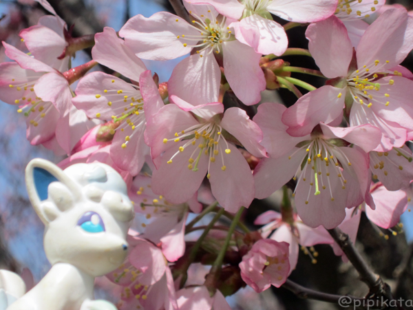 Pikata アローラロコンと桜の花 綺麗な桜の花です こちらでもやっと桜が咲きました アロコンちゃん左手に持って右手でカメラ持って撮影しているのでなかなかうまく撮れませんね ポケモン野外撮影 リアルポケモンスナップ ポケモン写真 T