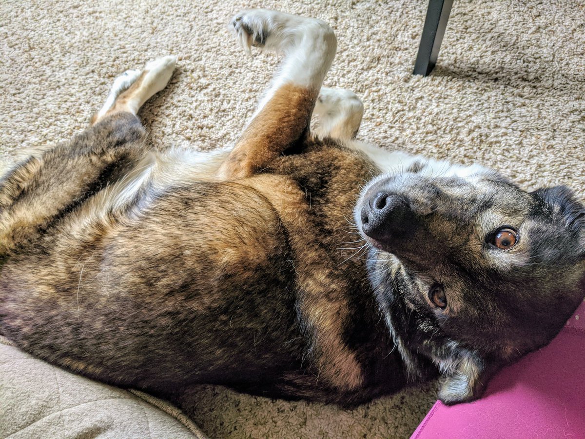 Dr. Sue Ishaq, PhD tweet media