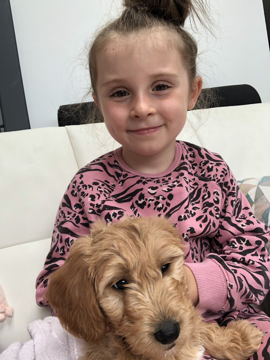 shelleybeanx's tweet photo. @StJBoscoRec Iโm not sure how much work is going to get done in our house this week #newpuppy #meetluna #goldendoodle https://t.co/O6A723pq9j