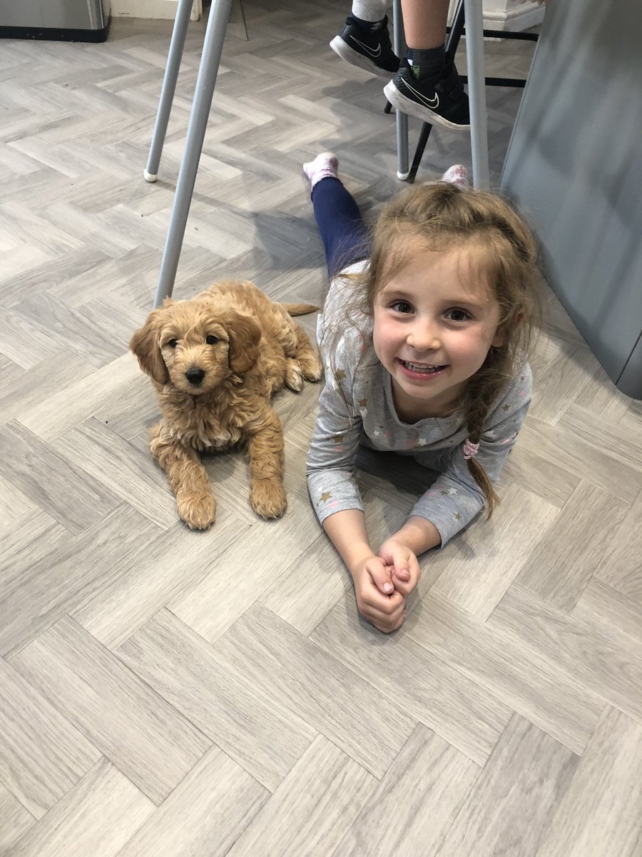 shelleybeanx's tweet photo. @StJBoscoRec Iโm not sure how much work is going to get done in our house this week #newpuppy #meetluna #goldendoodle https://t.co/O6A723pq9j
