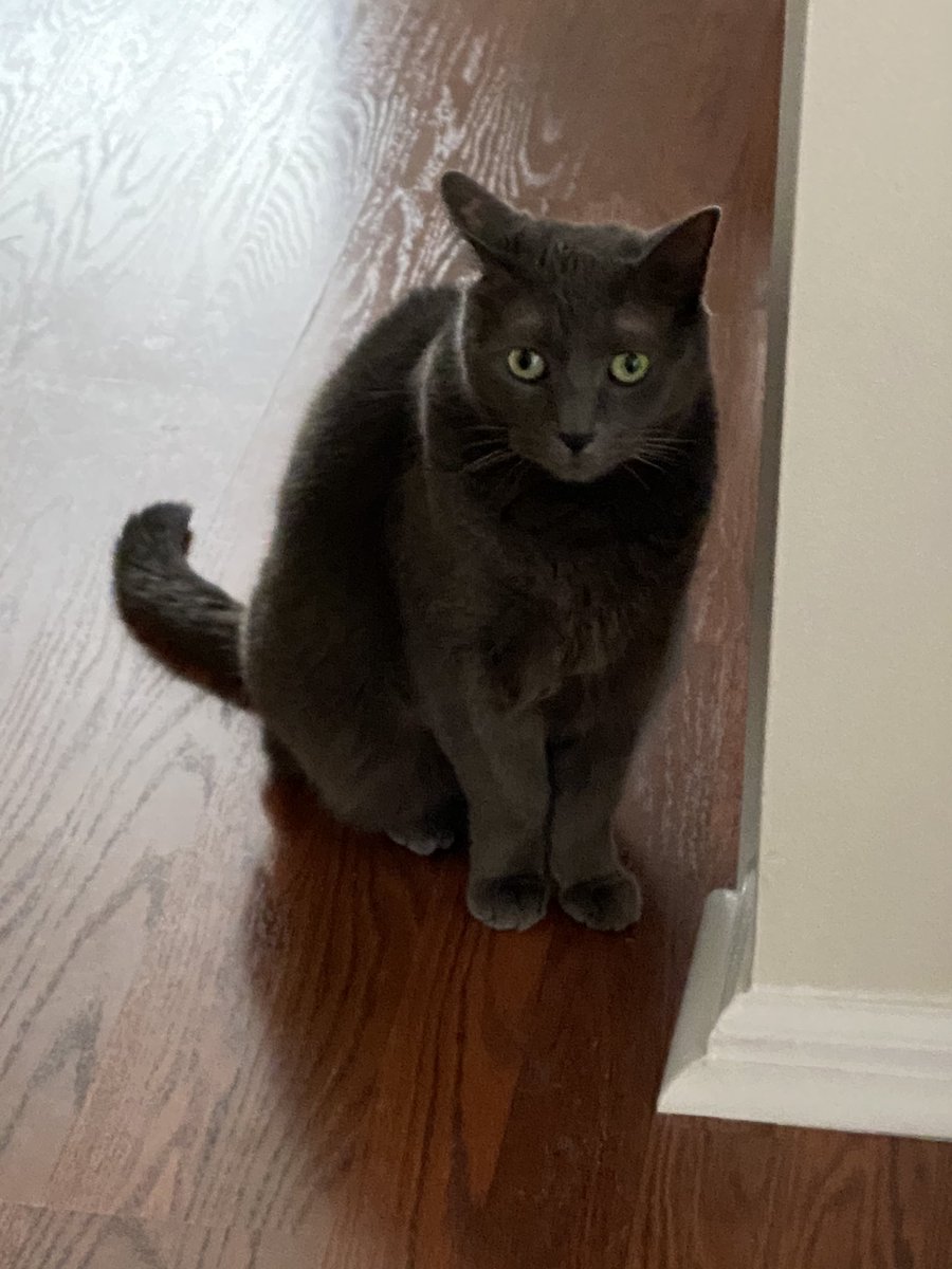SAScheick's tweet photo. Roxie, my mom’s rescue! @MonmouthSpca @AmyFreeze7 https://t.co/P2RstQhcS7