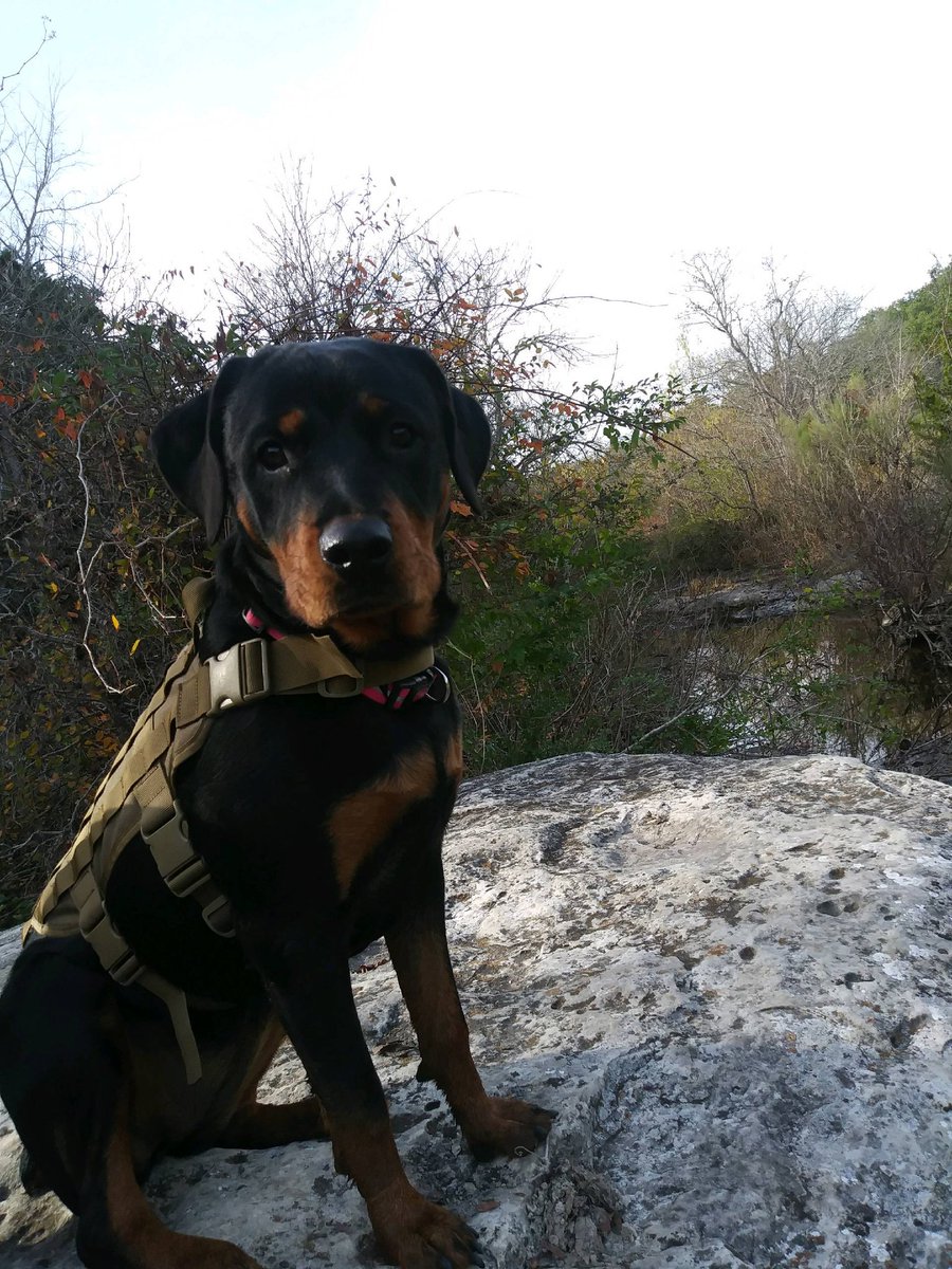 luna_1093's tweet photo. @DNPthree My rottie pup Luna https://t.co/yBtsRZPokF