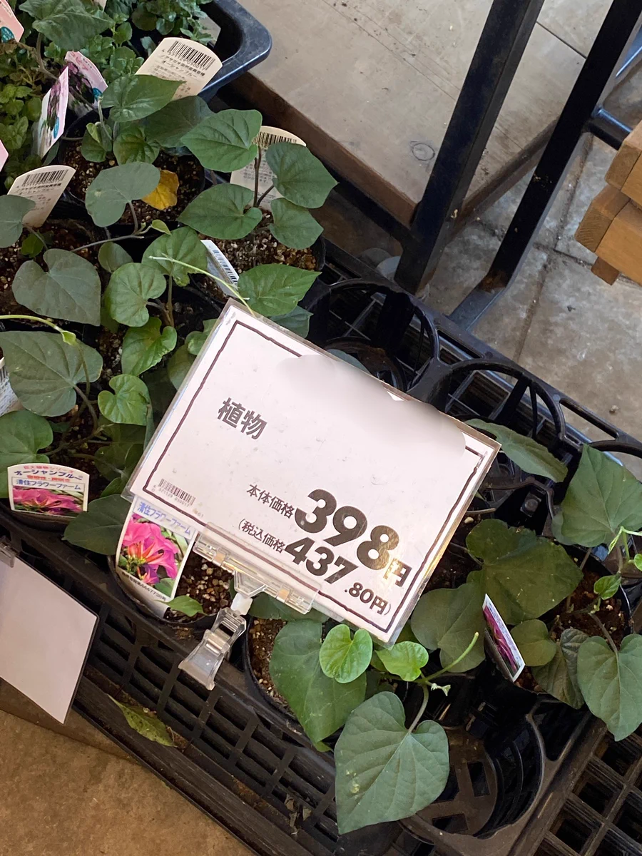 もう少し詳しく書いて！www何が育つのか気になり過ぎる商品www