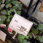 もう少し詳しく書いて!何が育つのか気になり過ぎる商品!